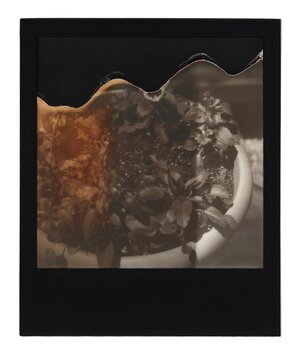 Melting Pansies